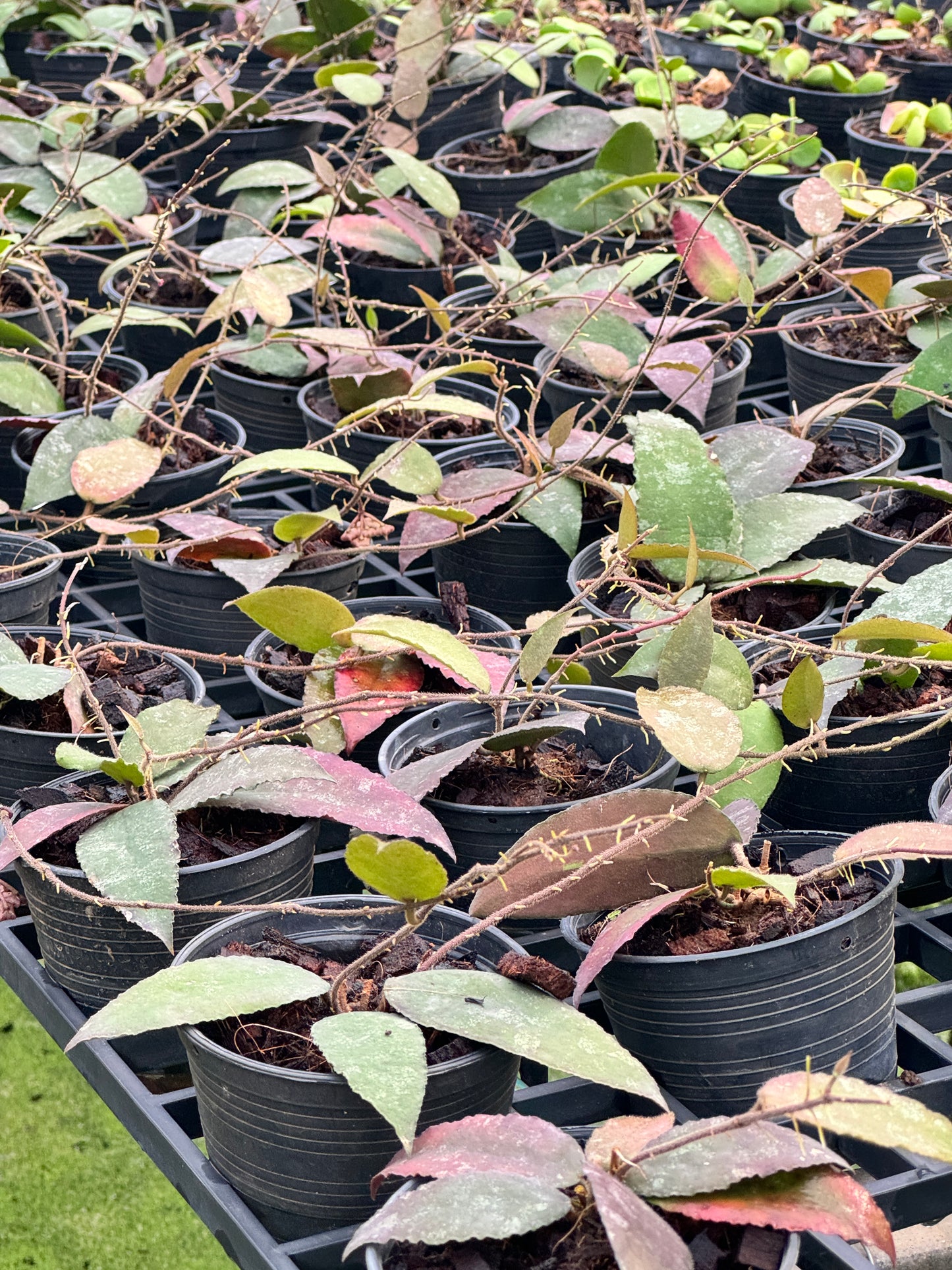 Hoya Caudata Sumatra red leaves โฮย่าสุมาตรา พร้อมกระถาง 4 นิ้ว