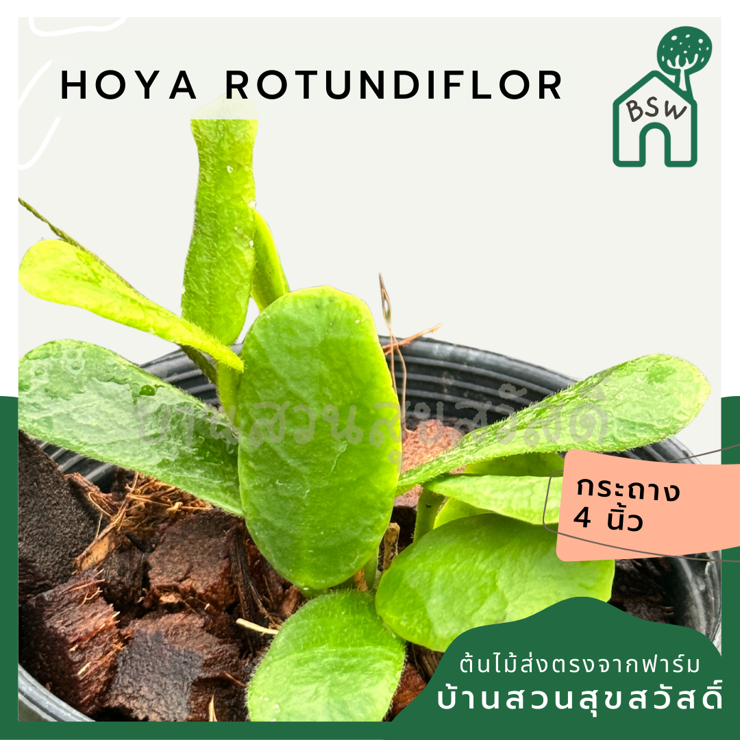 Hoya Rotundiflor Hoya ซาลาเปา พร้อมกระถาง 4 นิ้ว