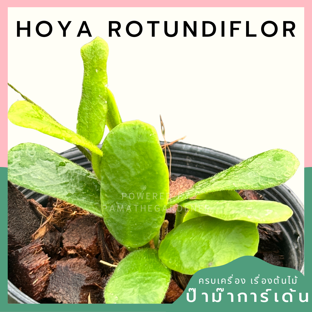 Hoya Rotundiflor Hoya ซาลาเปา พร้อมกระถาง 4 นิ้ว