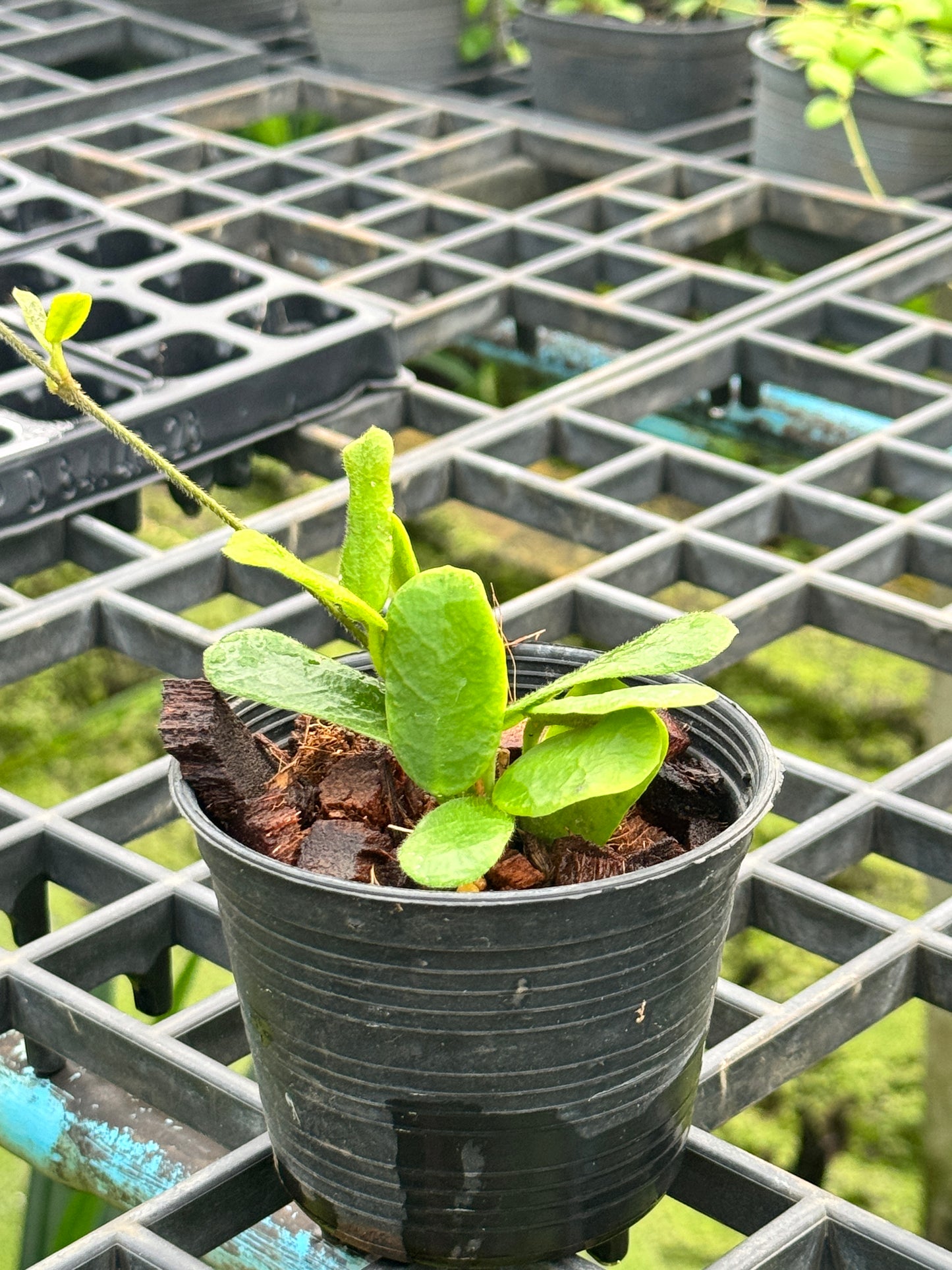 Hoya Rotundiflor Hoya ซาลาเปา พร้อมกระถาง 4 นิ้ว