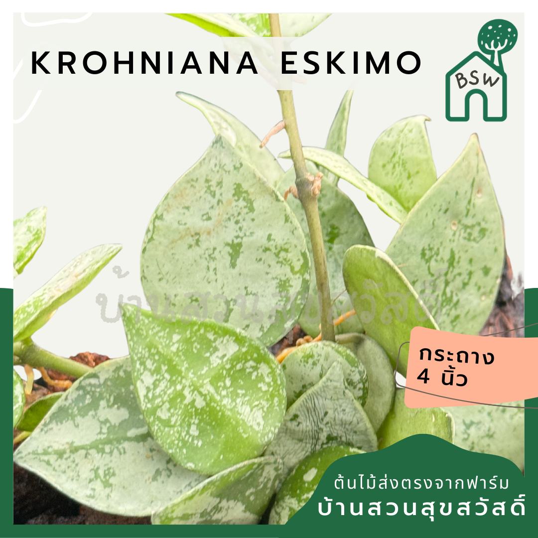 โฮย่า โครเคียน่า เอสกีโม hoya krohniana eskimo silver พร้อมกระถาง 4 นิ้ว