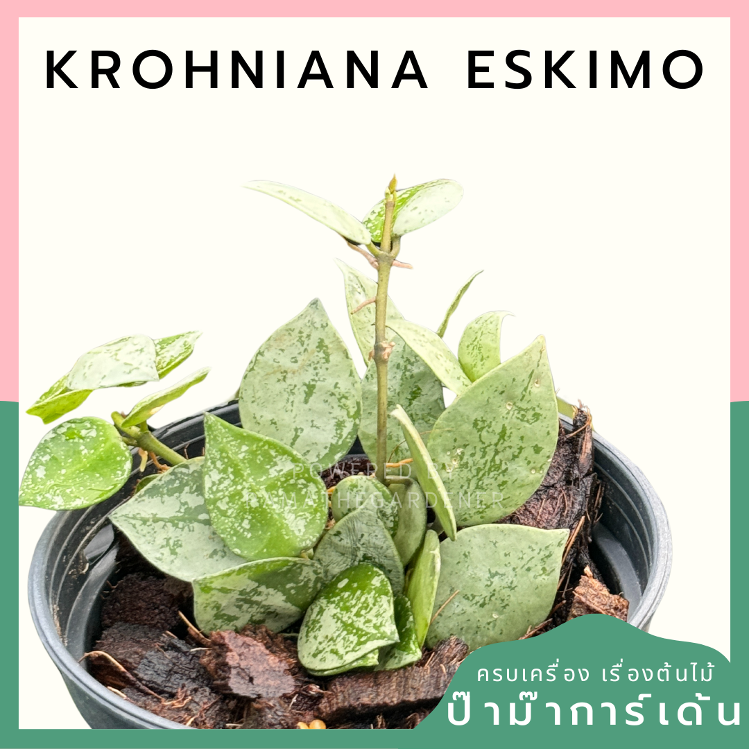 โฮย่า โครเคียน่า เอสกีโม hoya krohniana eskimo silver พร้อมกระถาง 4 นิ้ว