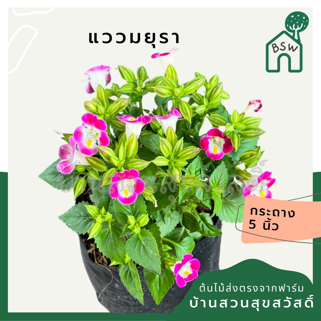 ต้นแววมยุรา มาพร้อมกระถาง 5-6 นิ้ว หรือ ถุงดำ Torenia fournieriLinden. ex E. Fourn