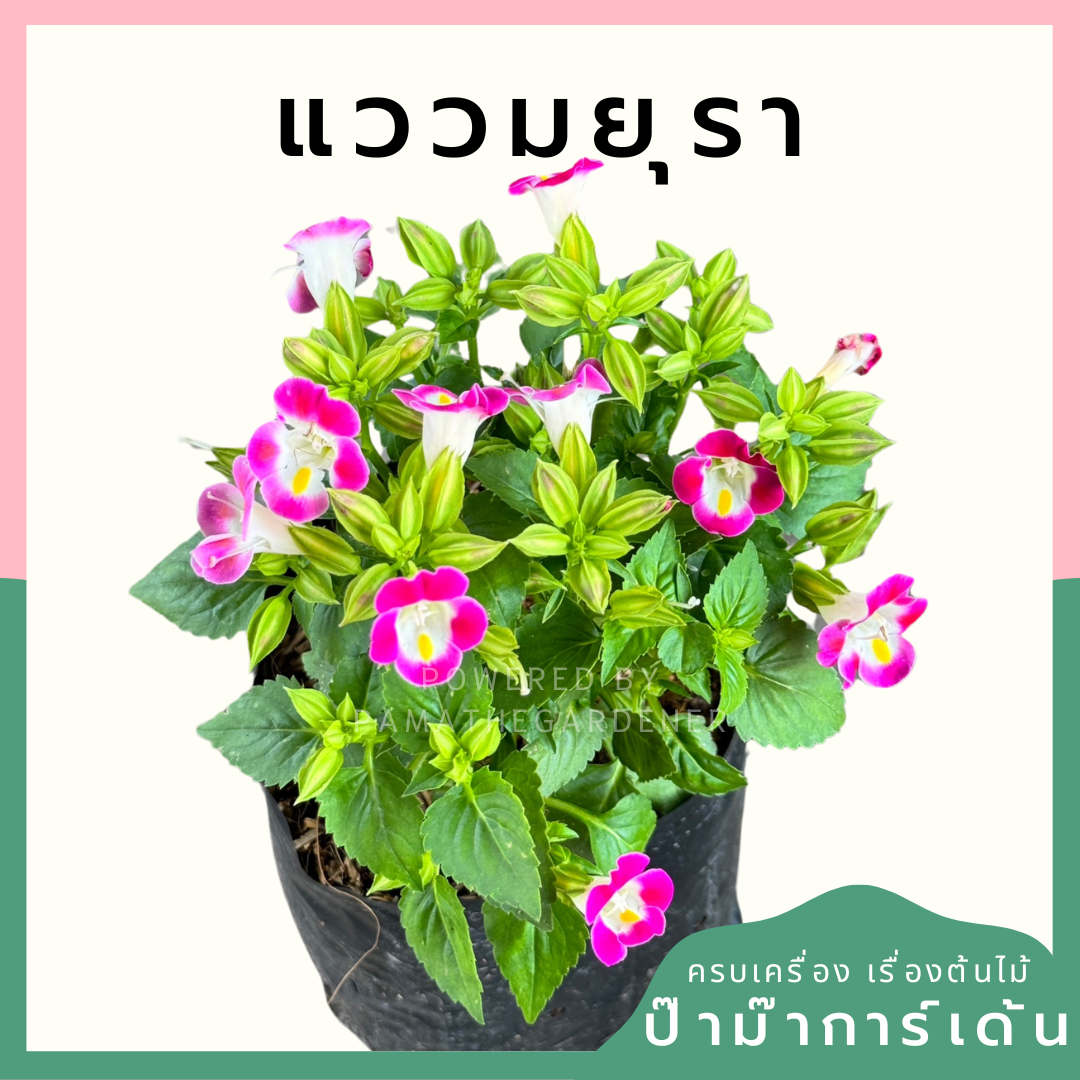 ต้นแววมยุรา มาพร้อมกระถาง 5-6 นิ้ว หรือ ถุงดำ Torenia fournieriLinden. ex E. Fourn