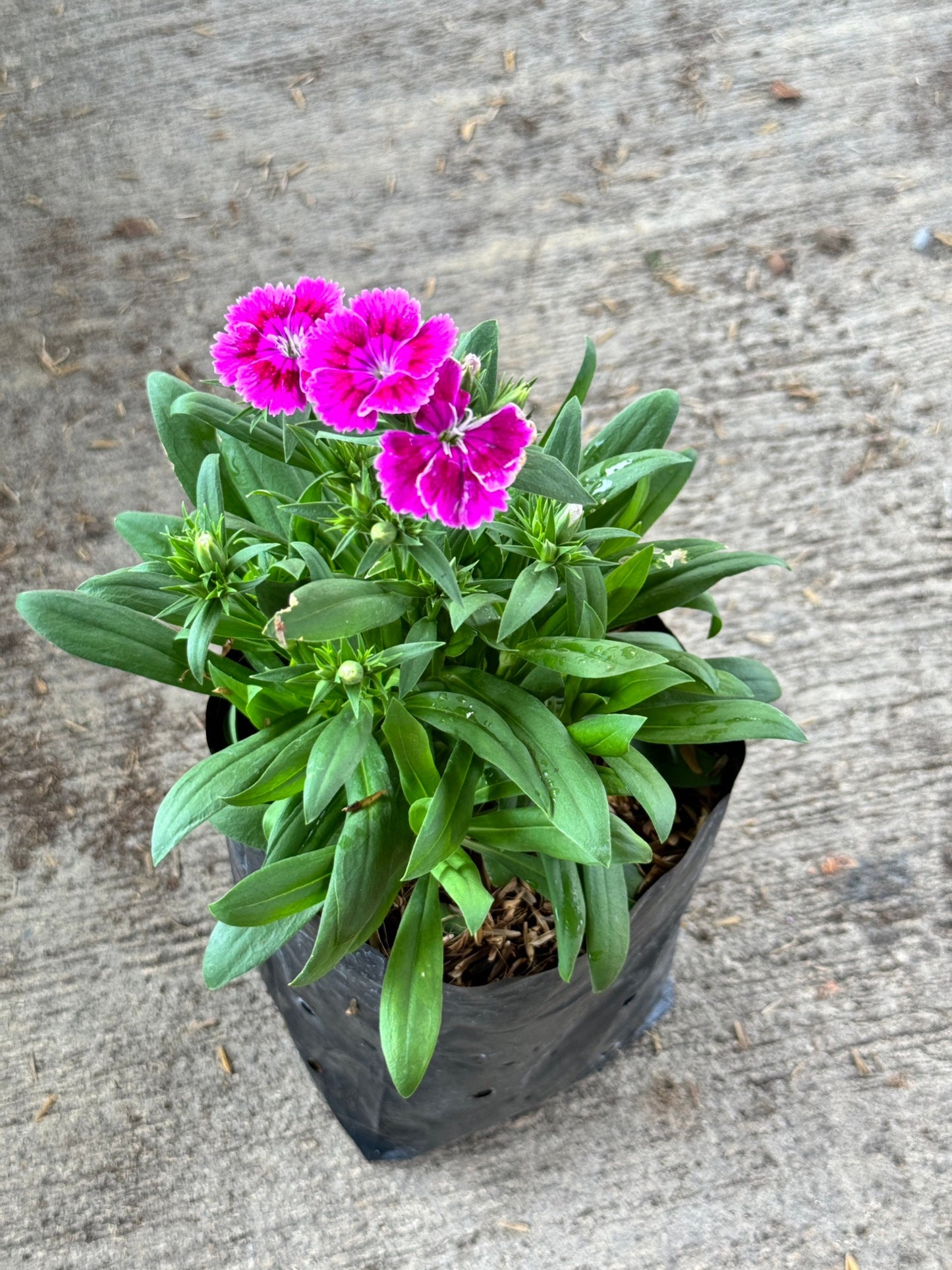 ผีเสื้อคาร์เนชั่น มาพร้อมกระถาง 5-6 นิ้ว หรือ ถุงดำ Dianthus chinensis
