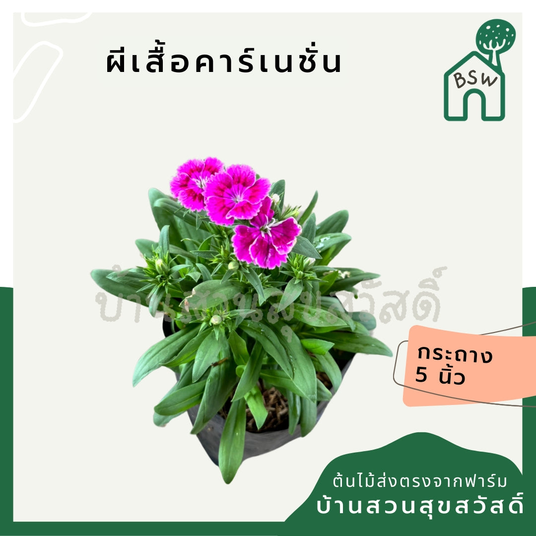 ผีเสื้อคาร์เนชั่น มาพร้อมกระถาง 5-6 นิ้ว หรือ ถุงดำ Dianthus chinensis
