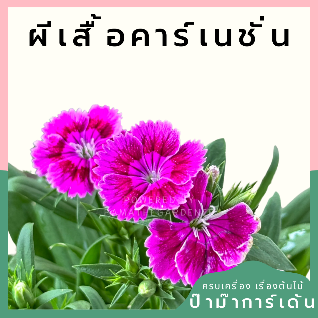 ผีเสื้อคาร์เนชั่น มาพร้อมกระถาง 5-6 นิ้ว หรือ ถุงดำ Dianthus chinensis
