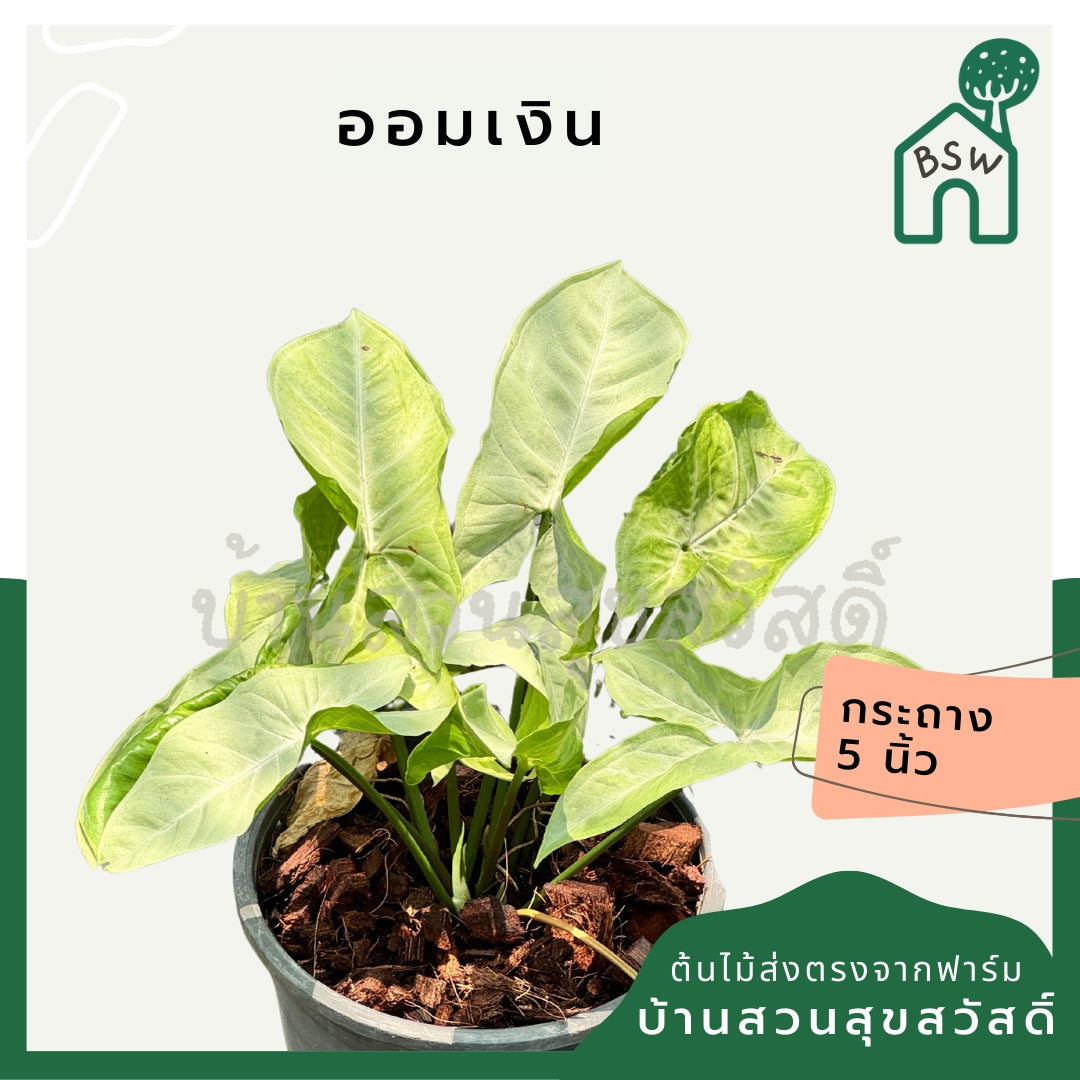 ออมเงิน ต้นไม้มงคล ส่งพร้อมกระถาง 5-6 นิ้ว