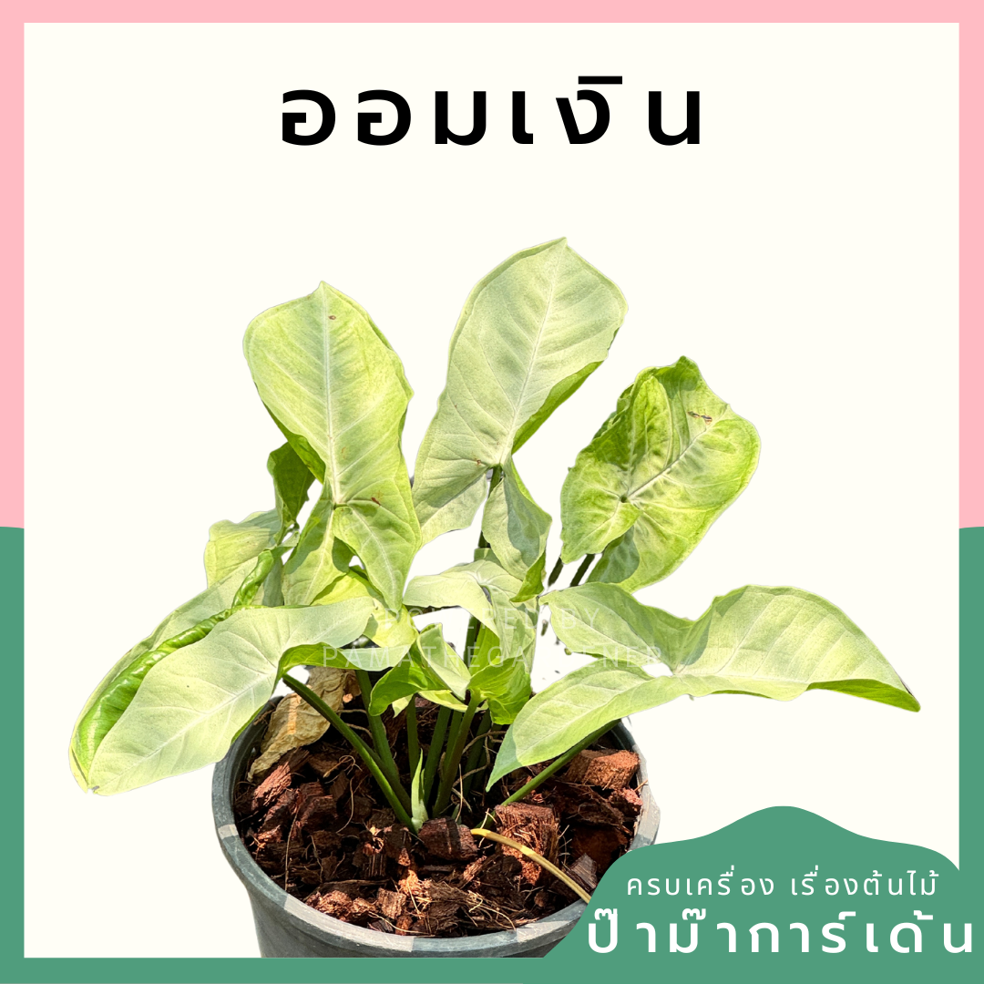 ออมเงิน ต้นไม้มงคล ส่งพร้อมกระถาง 5-6 นิ้ว