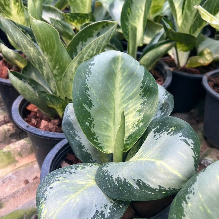 อโกลนีม่าเศรษฐีก้านกล้วย (Kankluai) กระถาง 11 นิ้ว