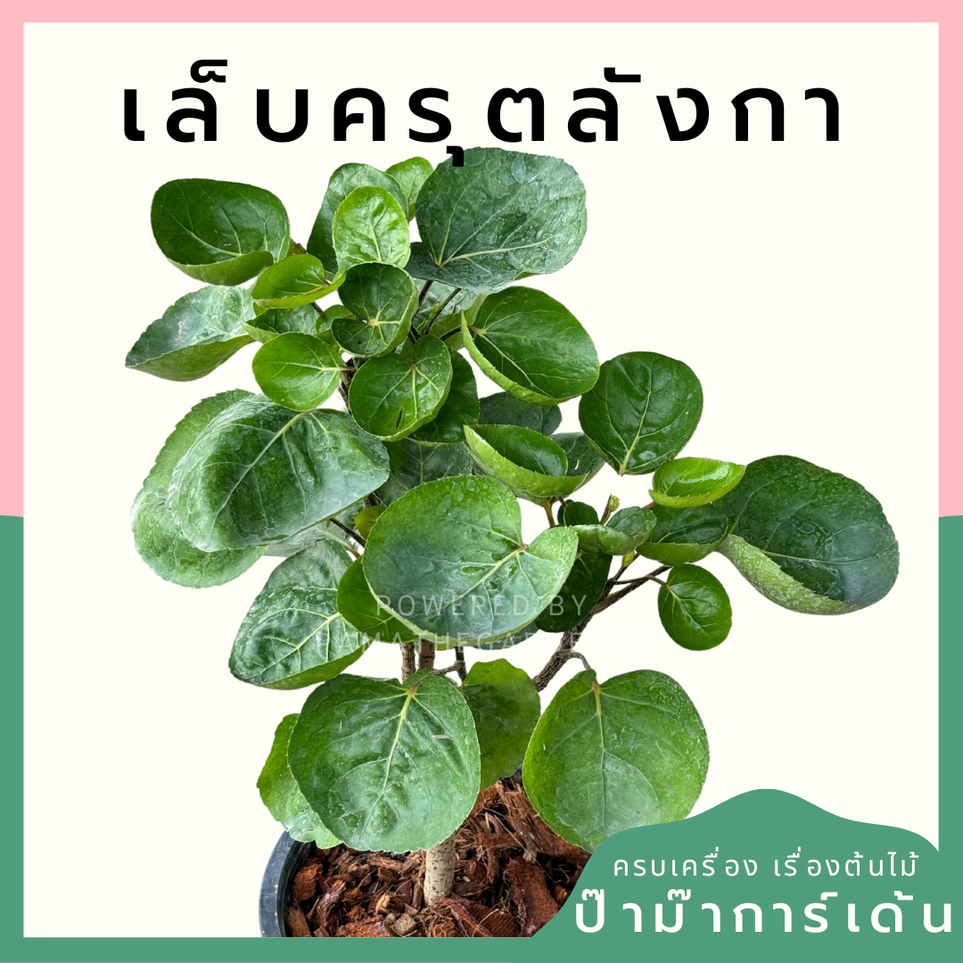 เล็บครุตลังกา กระถาง 8 นิ้ว สูง 30 ซม. Polyscias