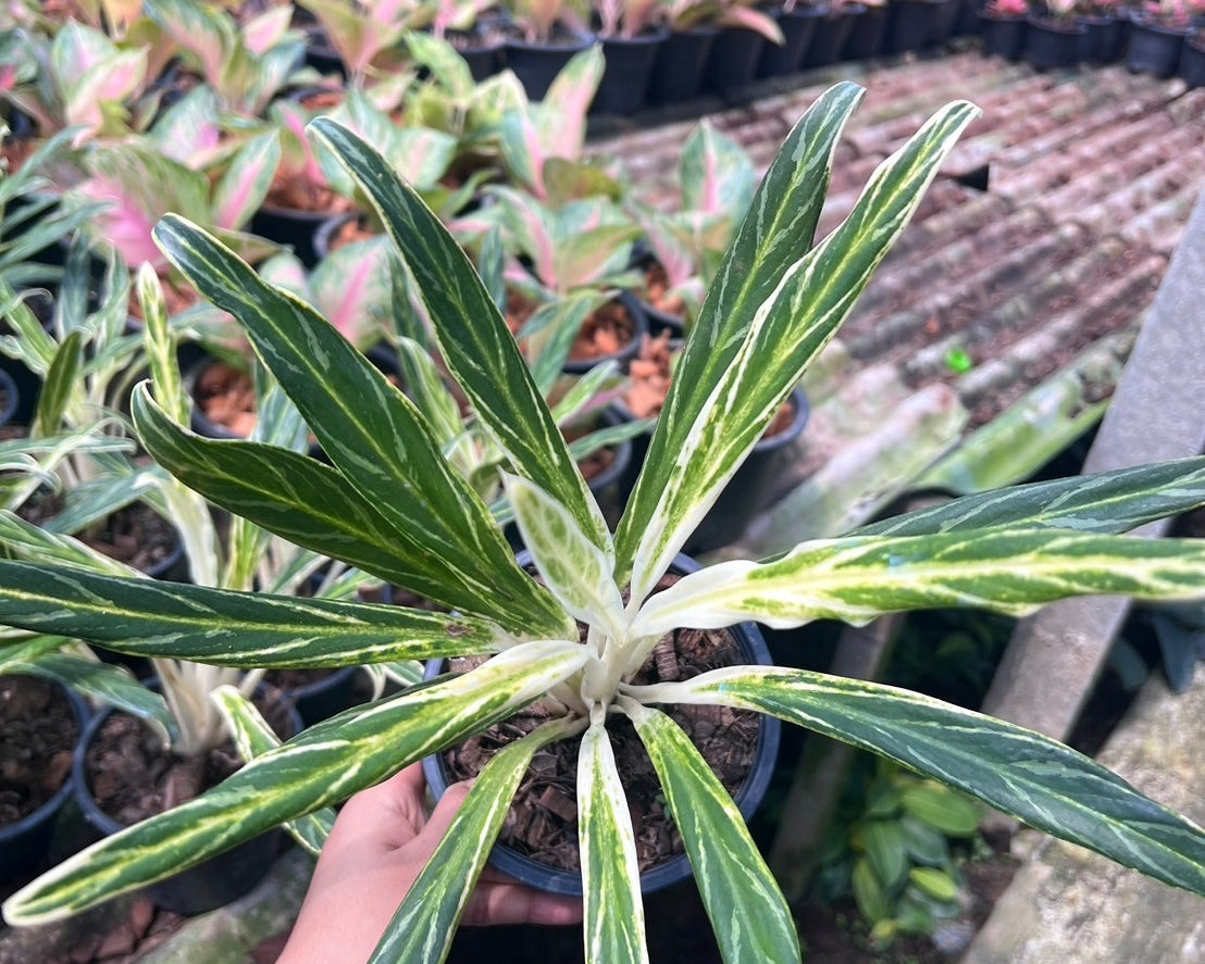 อโกลนีม่า เศรษฐีรวงข้าว Aglaonema sp.