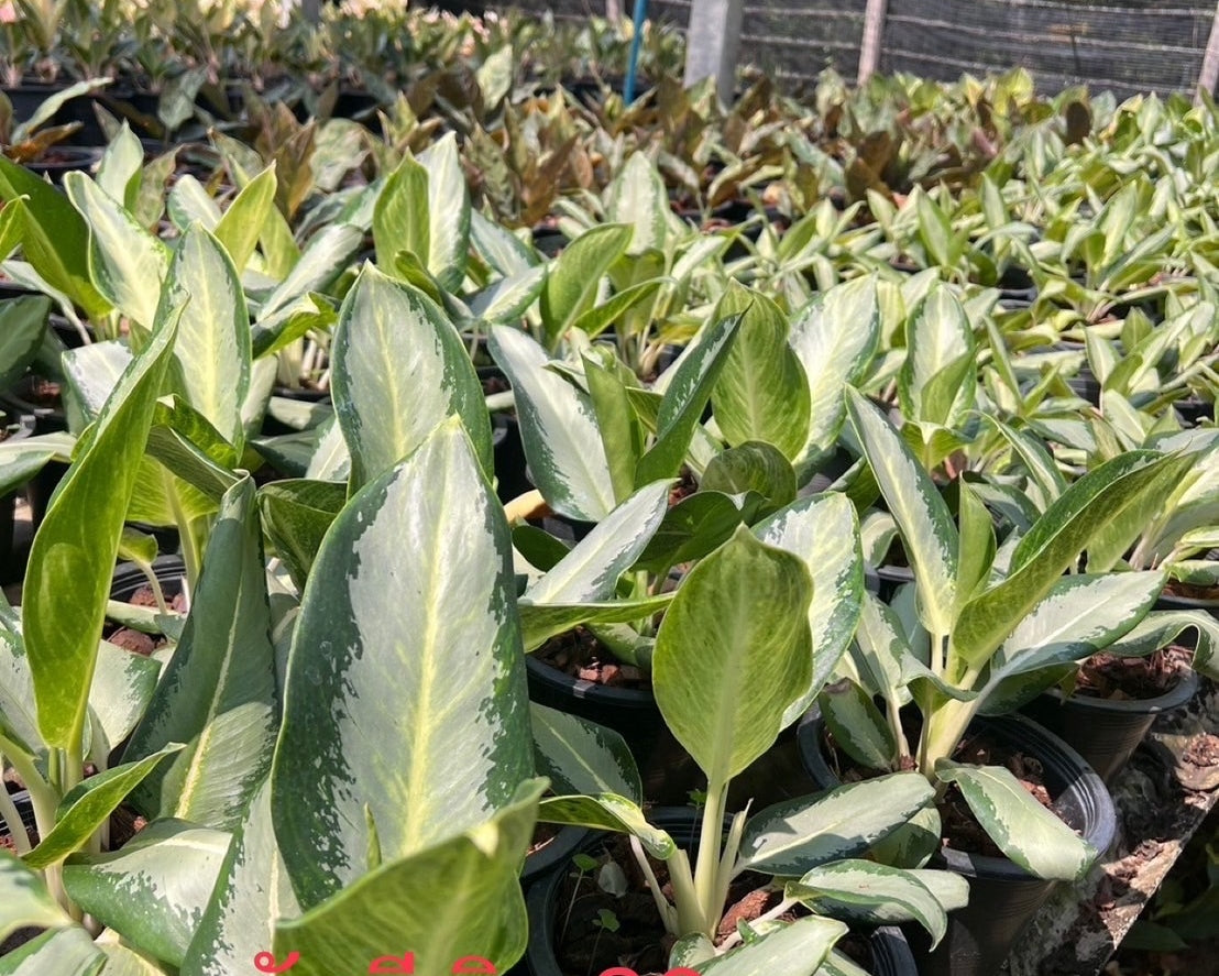 อโกลนีม่า รัศมีเงิน Aglaonema sp. 'Ratsamee-ngoen'