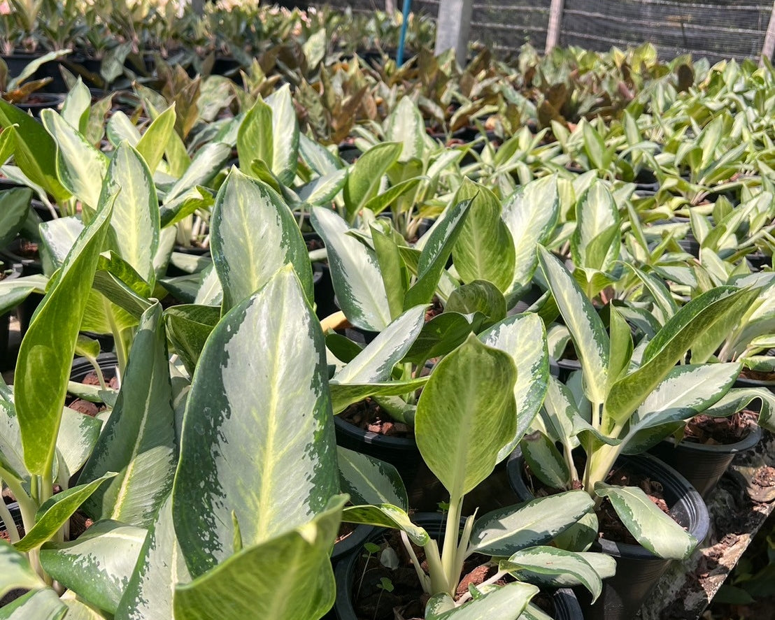 อโกลนีม่า รัศมีเงิน Aglaonema sp. 'Ratsamee-ngoen'