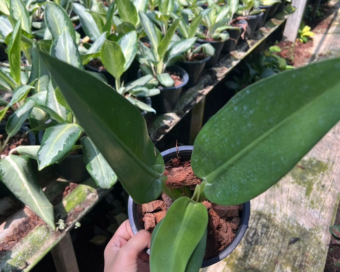 ฟิโลก้านป่อง Philodendron martianum ส่งพร้อมกระถาง 5-6 นิ้ว