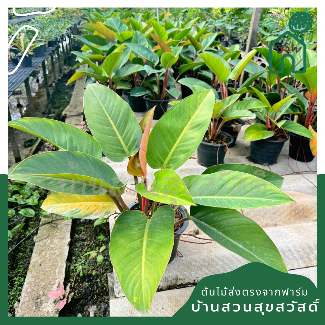 เรดคองโก กระถาง 11 นิ้ว PHILODENDRON ROJO CONGO