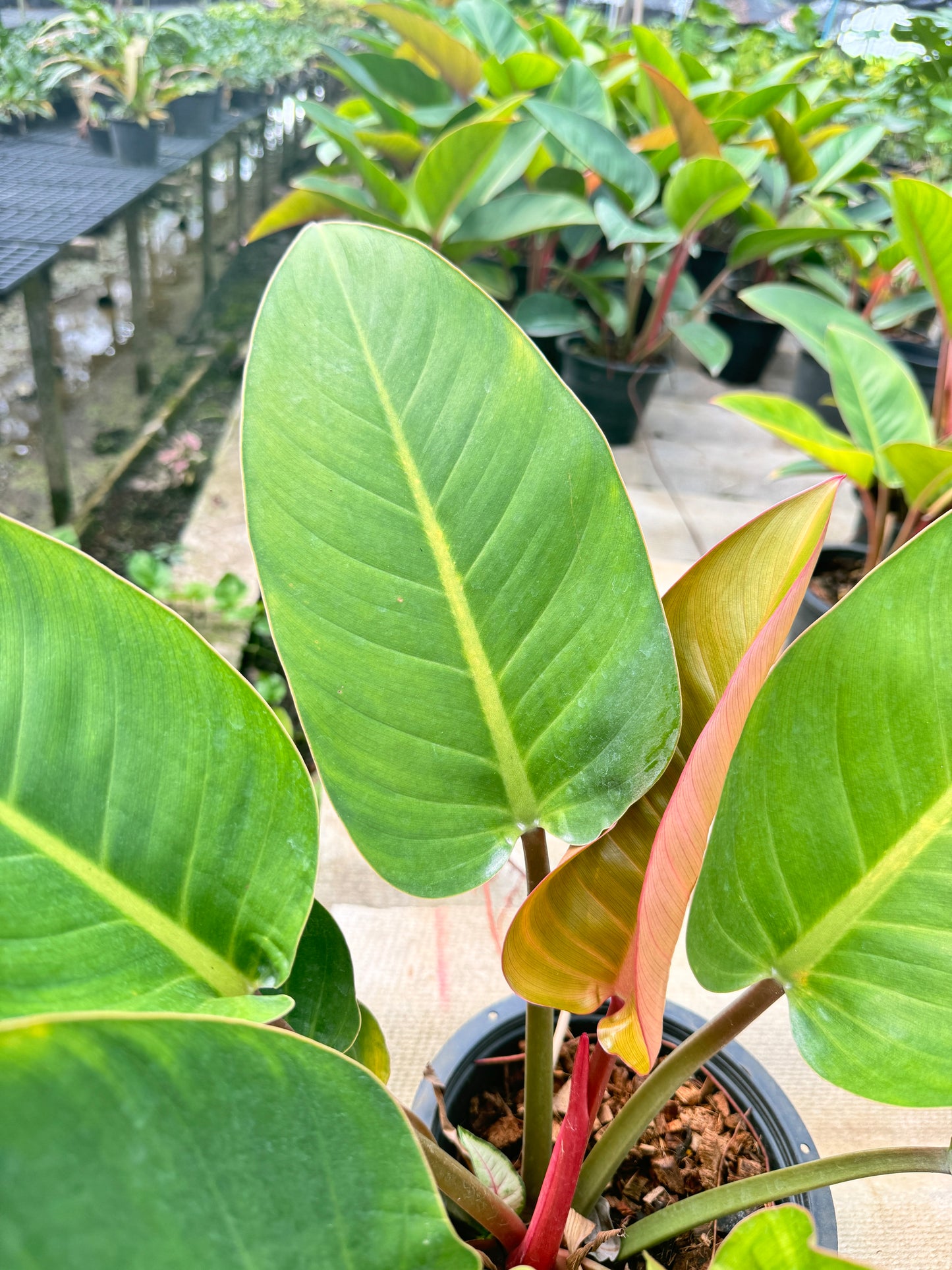 เรดคองโก กระถาง 11 นิ้ว PHILODENDRON ROJO CONGO