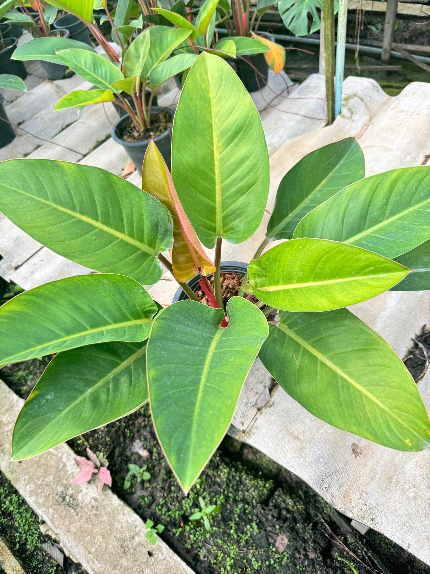 เรดคองโก กระถาง 11 นิ้ว PHILODENDRON ROJO CONGO