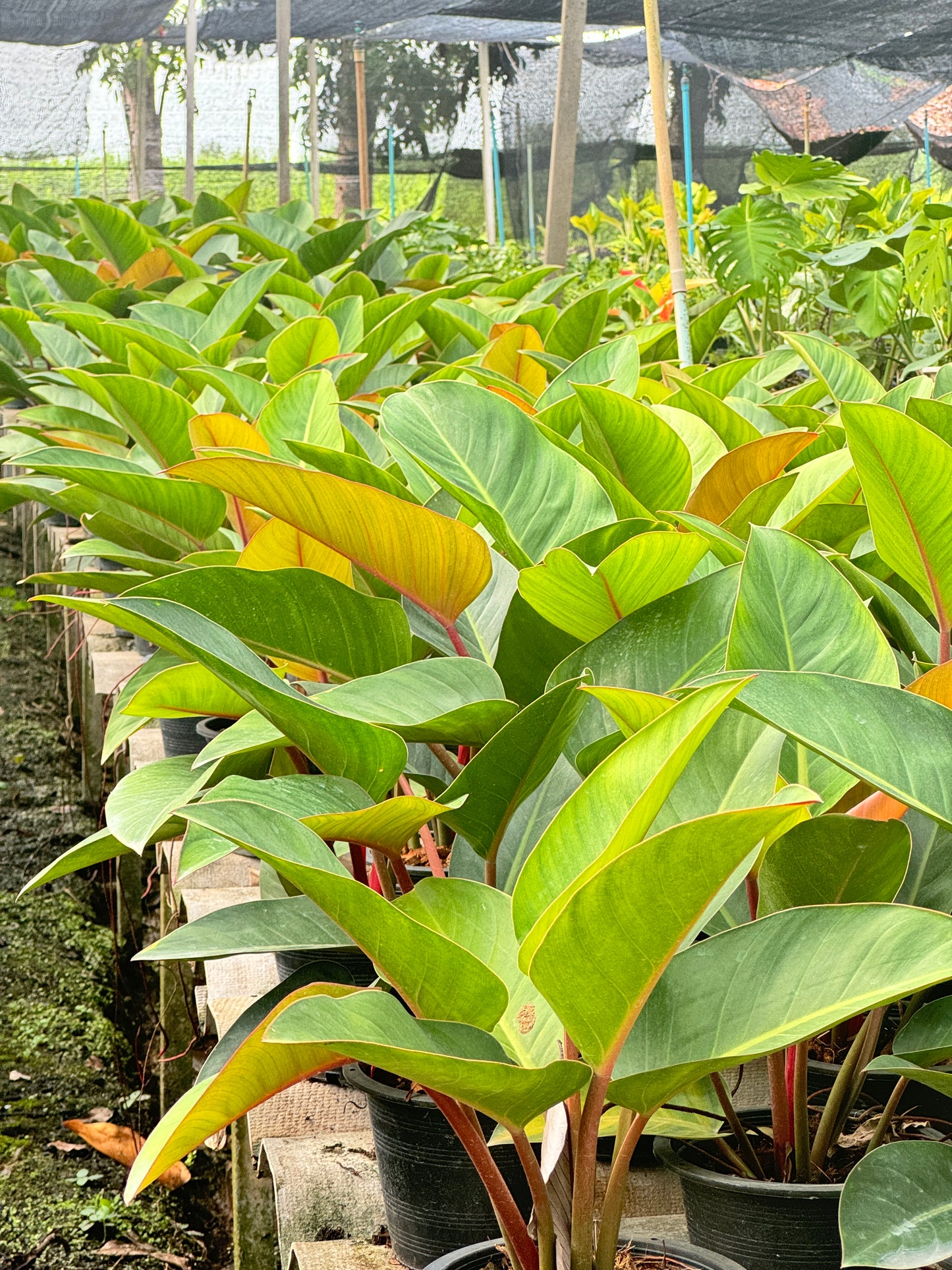 เรดคองโก กระถาง 11 นิ้ว PHILODENDRON ROJO CONGO