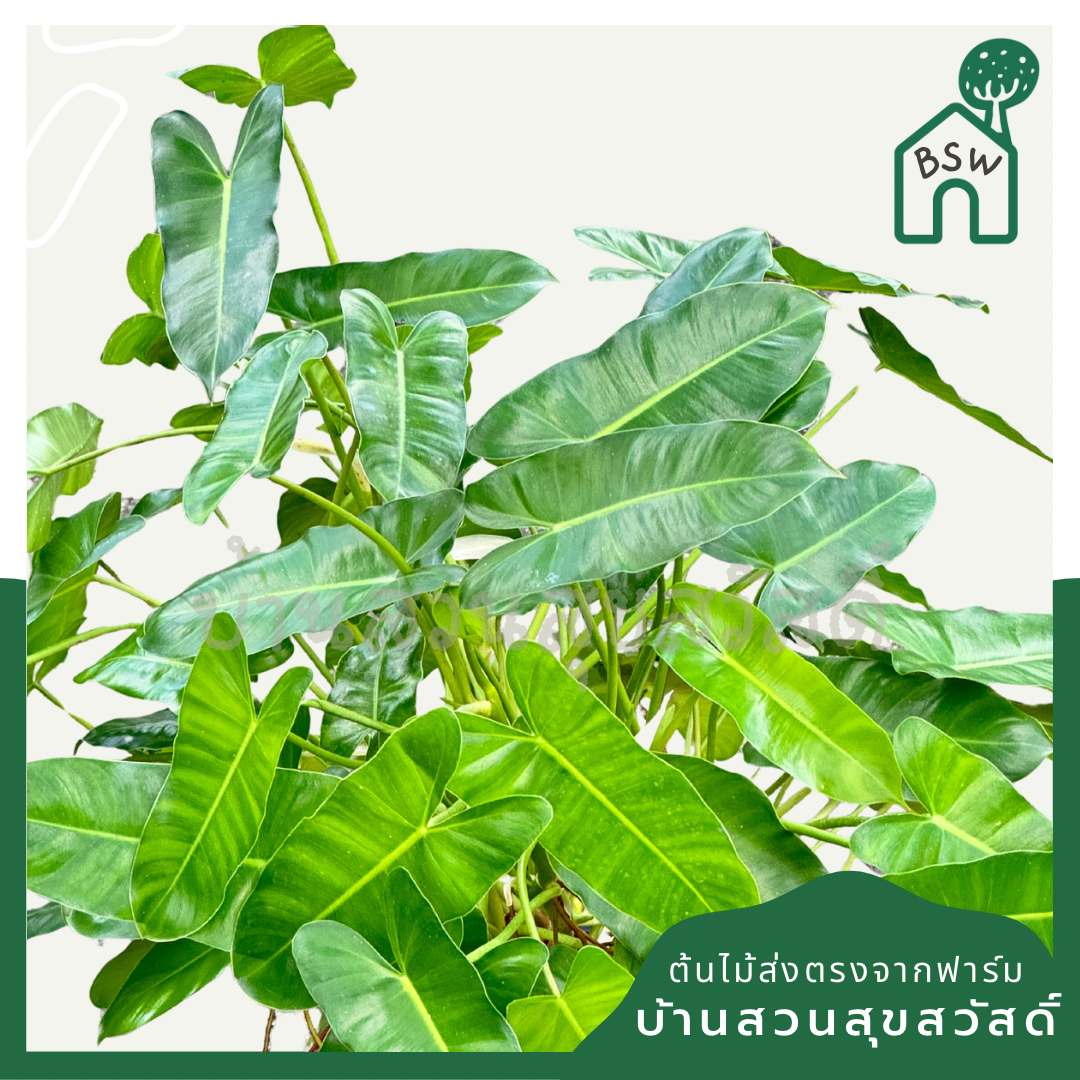 ฟิโลเดรนดอน มรกตเขียว กระถาง 11 นิ้ว Philodendron Burle-marxii