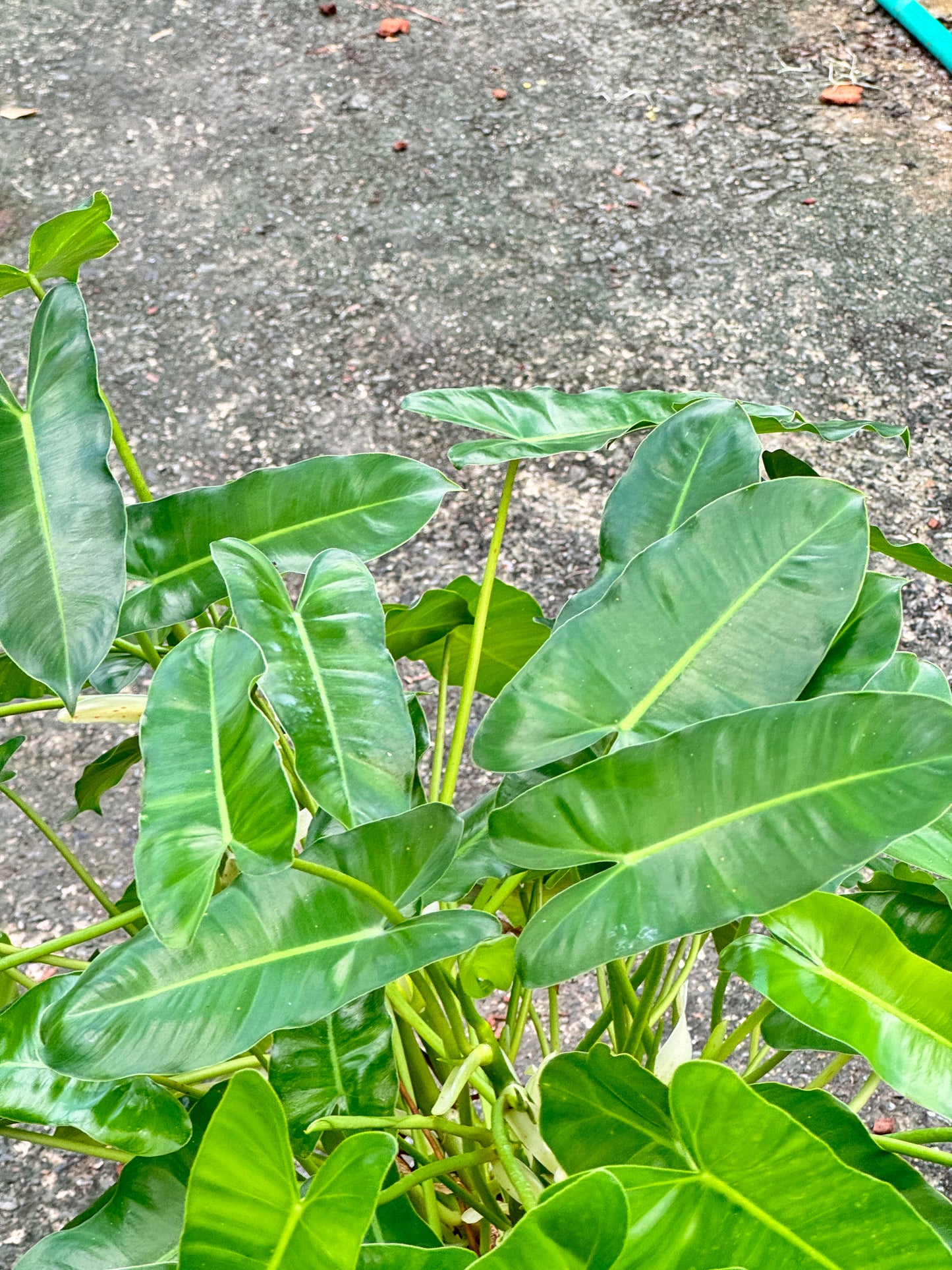 ฟิโลเดรนดอน มรกตเขียว กระถาง 11 นิ้ว Philodendron Burle-marxii