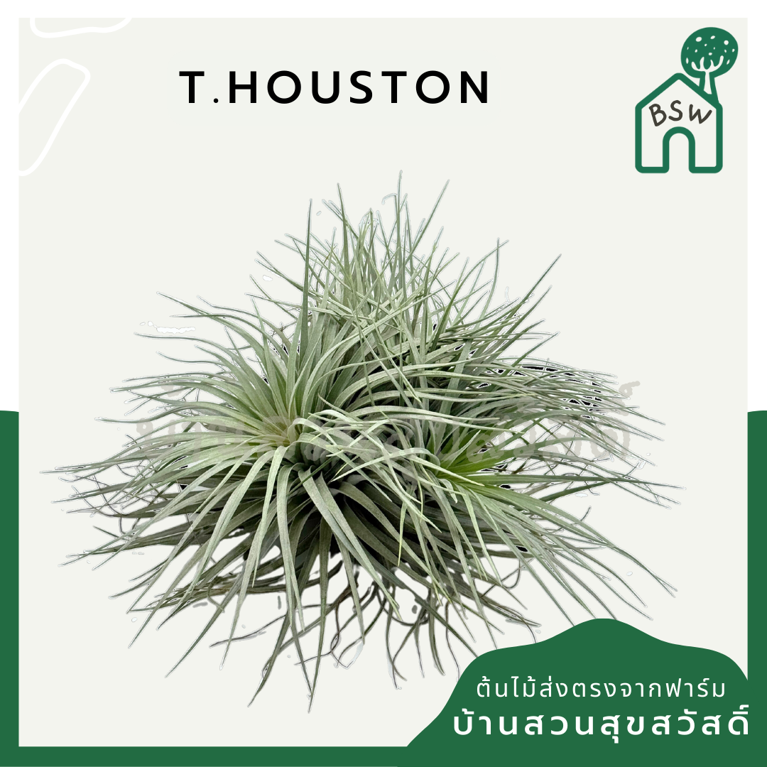 Tillandsia Houston ทิลแลนเซีย ฮุสตัน ดอกชมพู