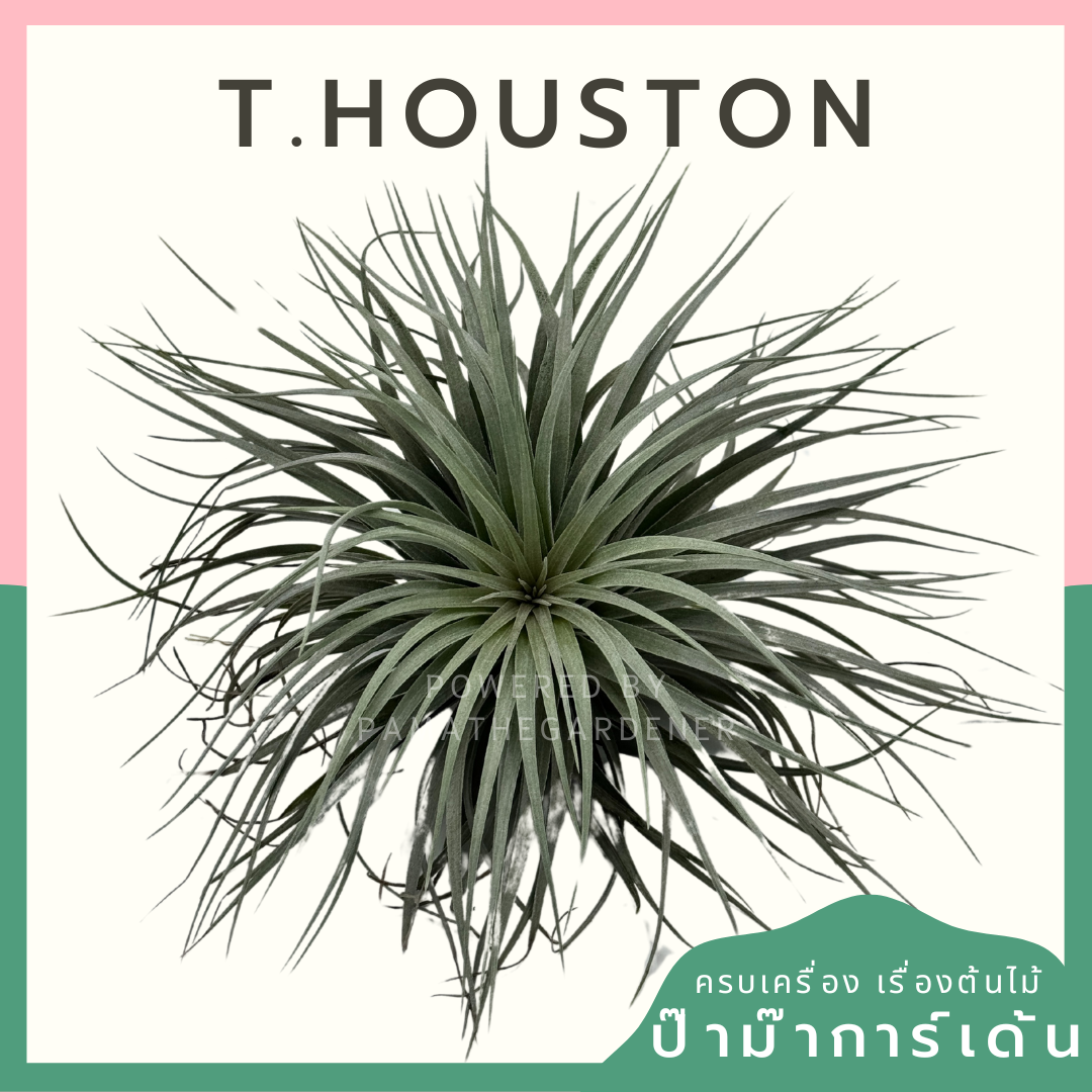 Tillandsia Houston ทิลแลนเซีย ฮุสตัน ดอกชมพู