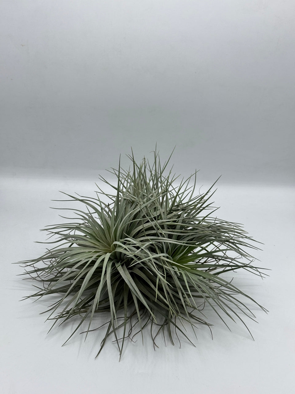 Tillandsia Houston ทิลแลนเซีย ฮุสตัน ดอกชมพู