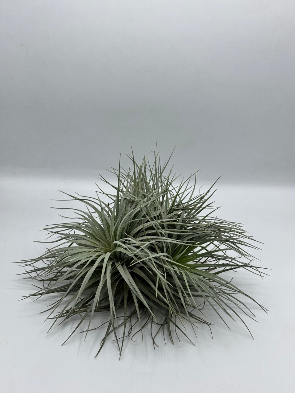 Tillandsia Houston ทิลแลนเซีย ฮุสตัน ดอกชมพู