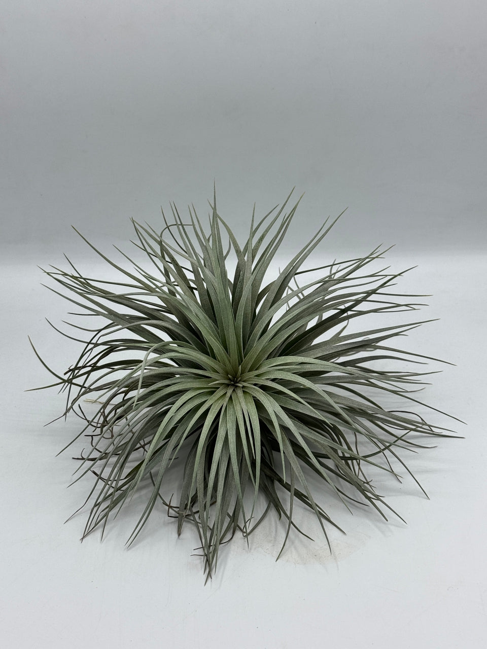 Tillandsia Houston ทิลแลนเซีย ฮุสตัน ดอกชมพู