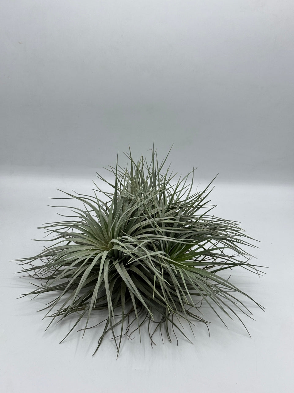 Tillandsia Houston ทิลแลนเซีย ฮุสตัน ดอกชมพู