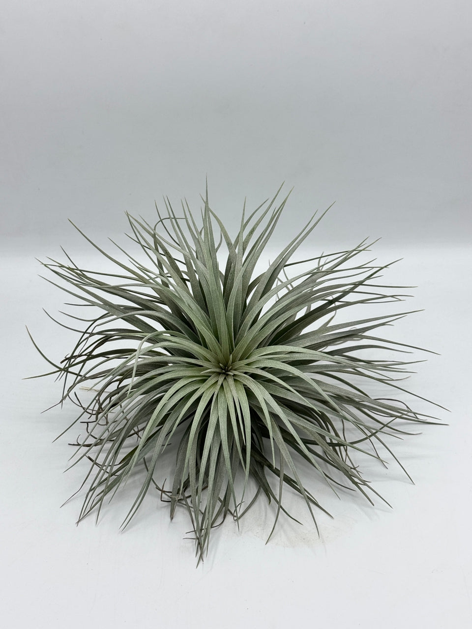 Tillandsia Houston ทิลแลนเซีย ฮุสตัน ดอกชมพู