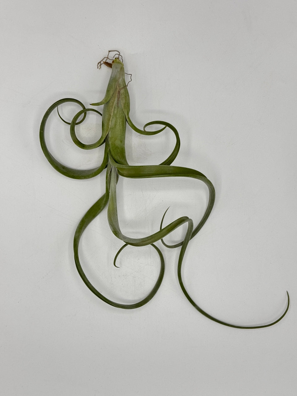 Tillandsia Intermedia ทิลแลนเซีย