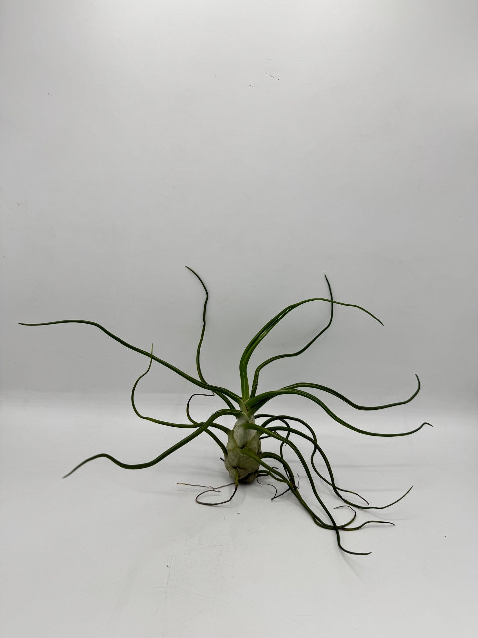 ทิลแลนด์เซีย บัลโบซ่า ไจแอ้น Tillandsia bulbosa Gaint