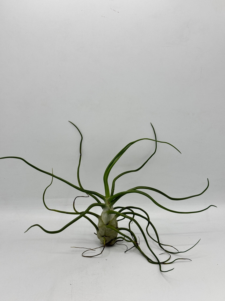 ทิลแลนด์เซีย บัลโบซ่า ไจแอ้น Tillandsia bulbosa Gaint