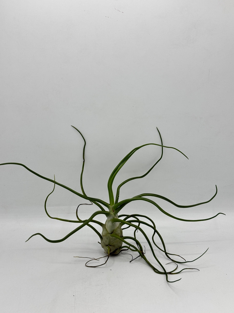 ทิลแลนด์เซีย บัลโบซ่า ไจแอ้น Tillandsia bulbosa Gaint