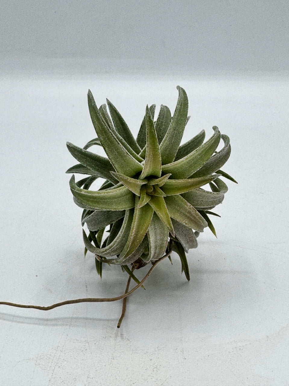 Tillandsia ionantha Var vanhyningii