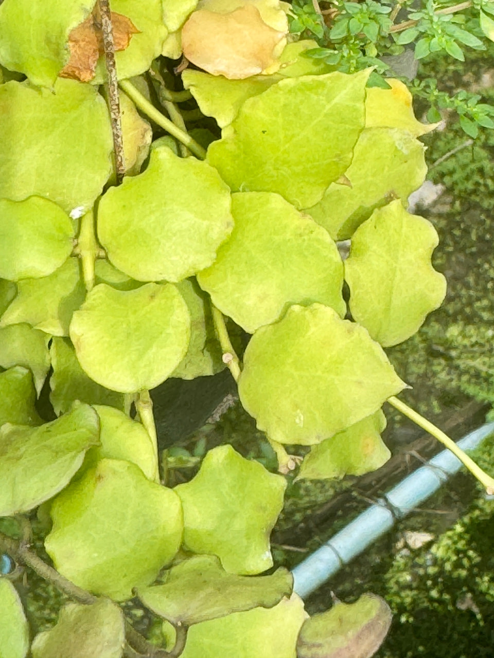hoya endauensis โฮย่า ไม้แขวน ดอกส้ม