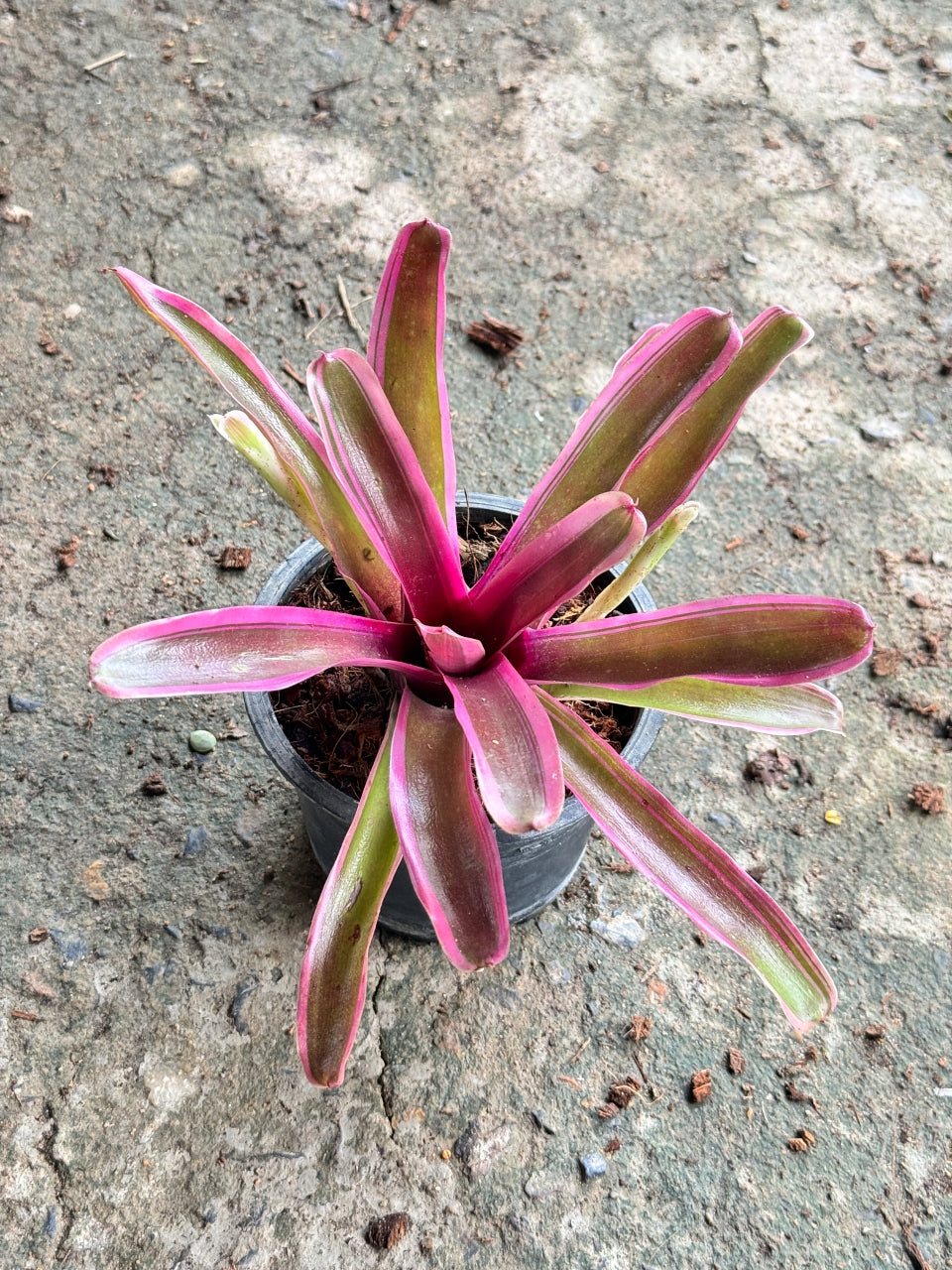 สัปปะรดสี ไม้ขีดแดง ใบสีแดง กระถาง 5 นิ้ว