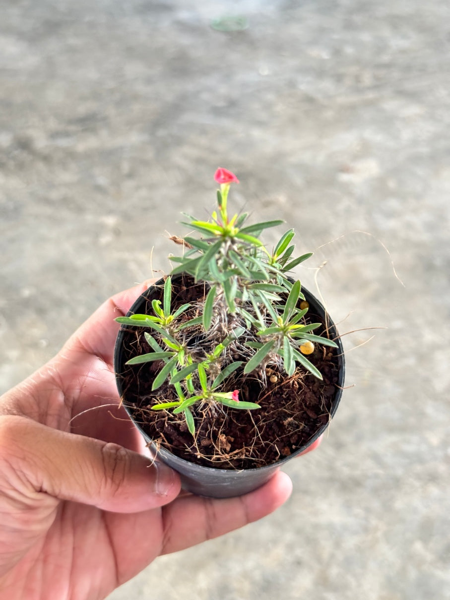 โป๊ยเซียนแคระ โป๊ยเซียนคริสต์มาส โป๊ยเซียน พร้อมกระถาง 3 นิ้ว