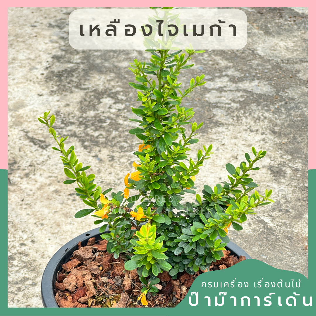 เหลืองไจเมก้า ส่งพร้อมกระถาง 5-8 นิ้ว