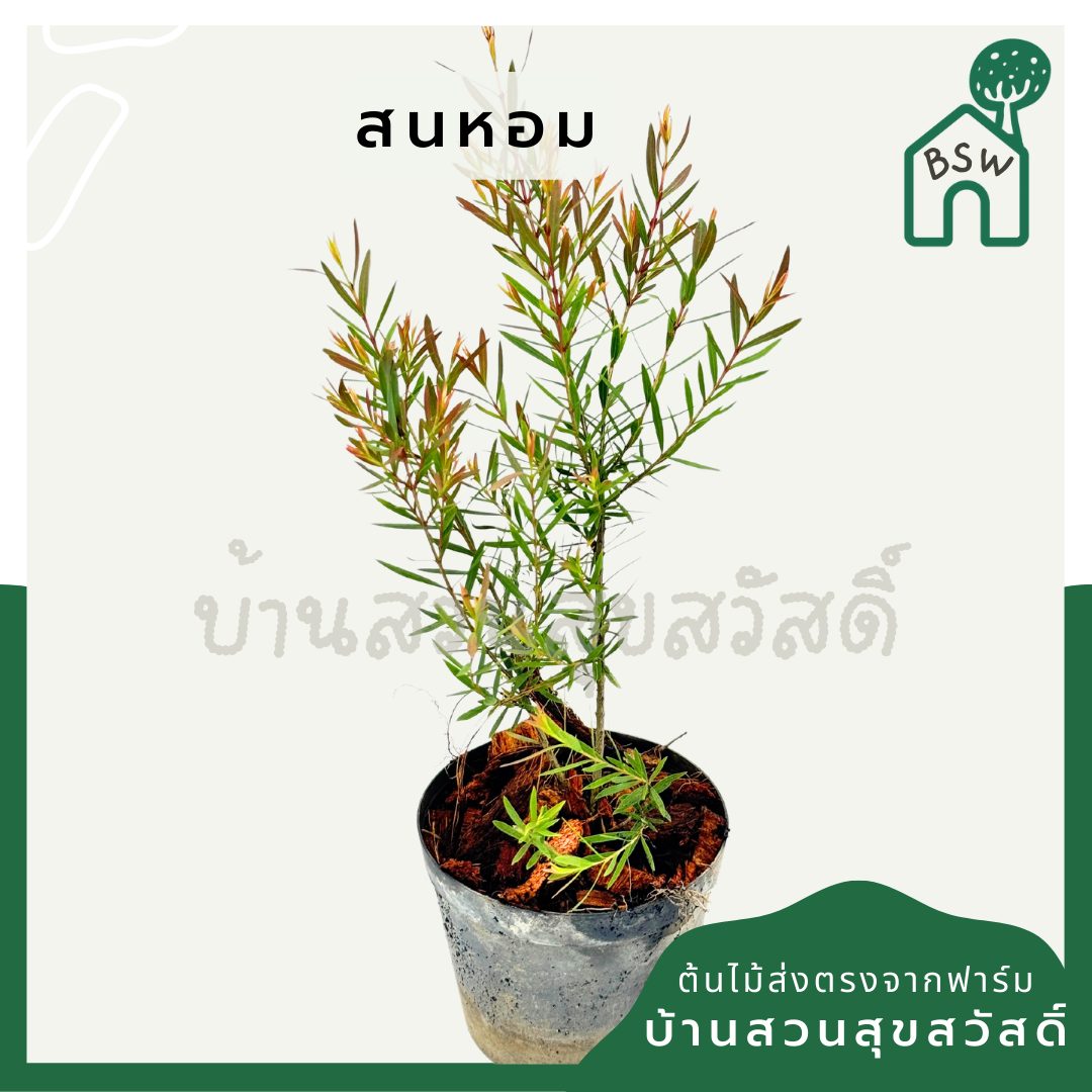 สนหอม พร้อมกระถาง 3 นิ้ว