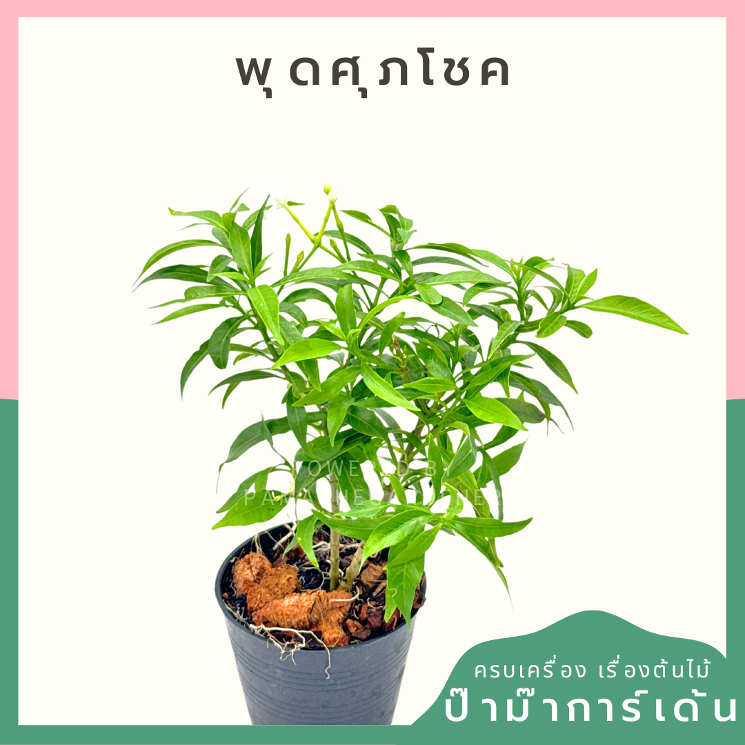 พุดศุภโชค พร้อมกระถาง 3 นิ้ว