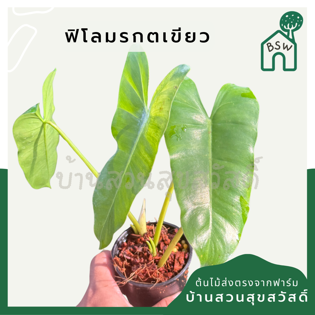 ฟิโลมรกตเขียว 3 นิ้ว Philodendron Burle-marxii