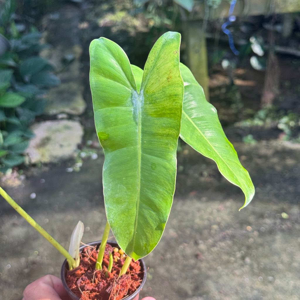 ฟิโลมรกตเขียว 3 นิ้ว Philodendron Burle-marxii
