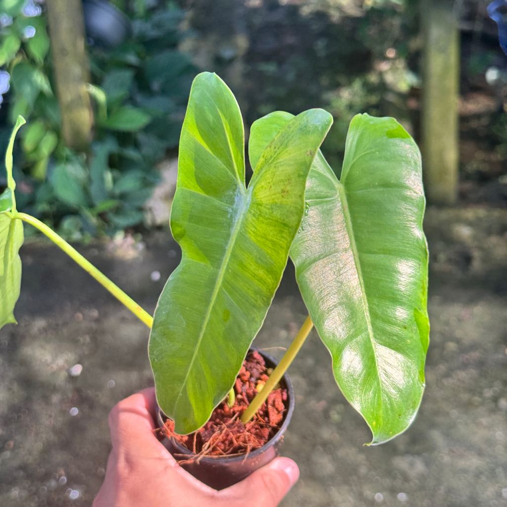 ฟิโลมรกตเขียว 3 นิ้ว Philodendron Burle-marxii