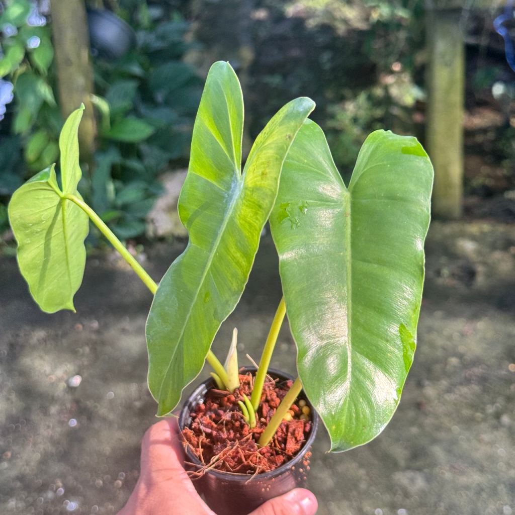 ฟิโลมรกตเขียว 3 นิ้ว Philodendron Burle-marxii
