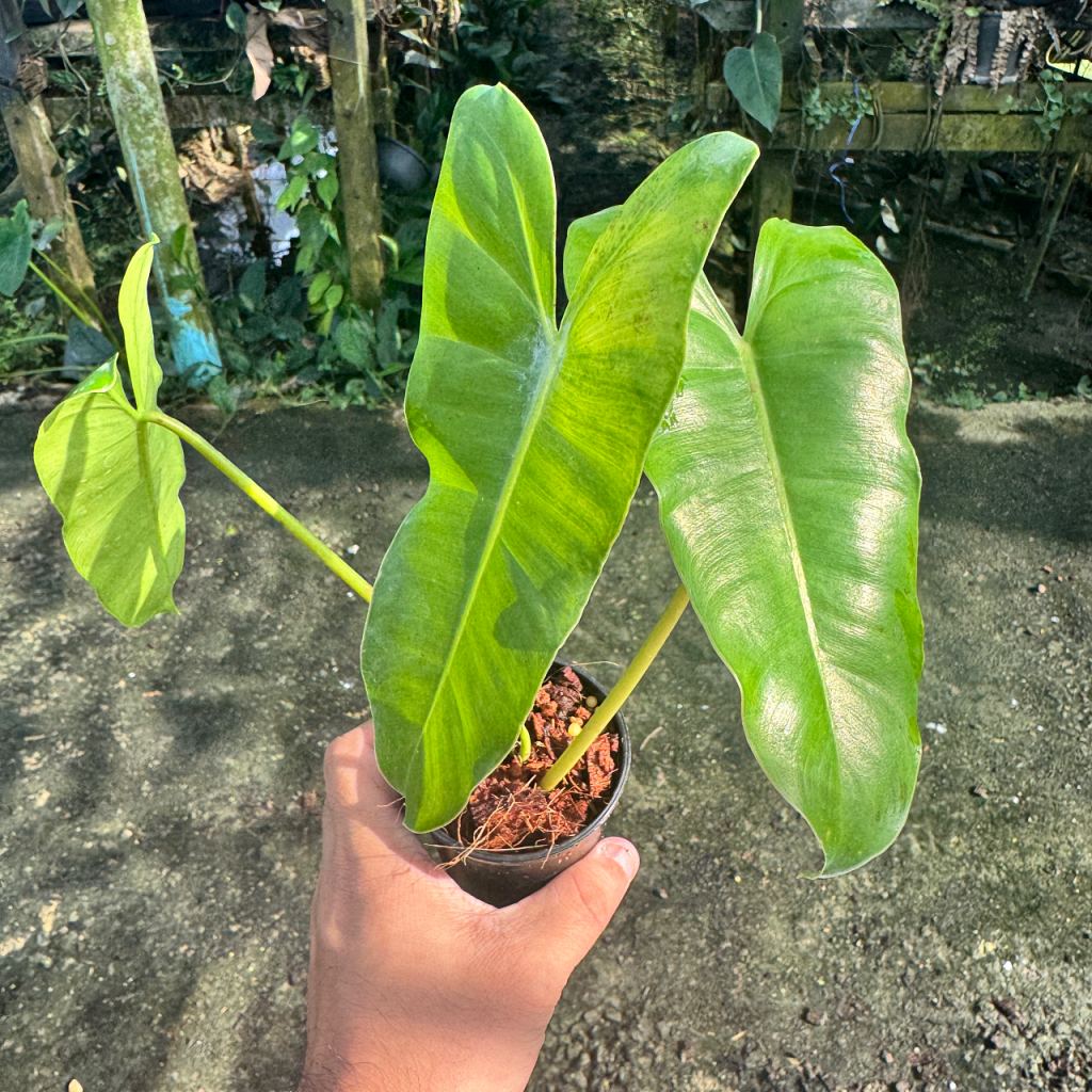 ฟิโลมรกตเขียว 3 นิ้ว Philodendron Burle-marxii