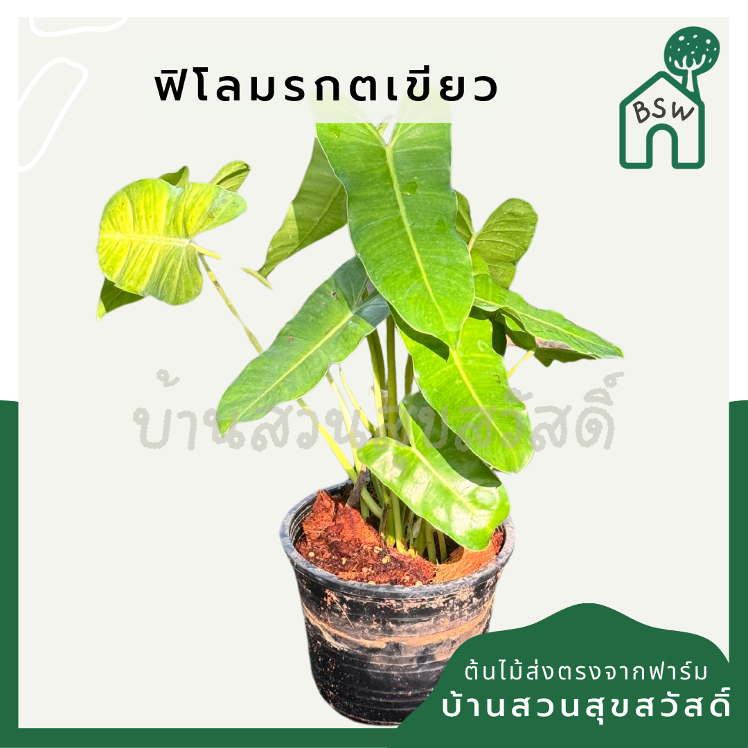ฟิโลมรกตเขียว 6 นิ้ว