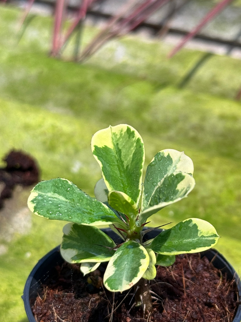 โป๊ยเซียนด่าง พร้อมกระถาง 3 นิ้ว